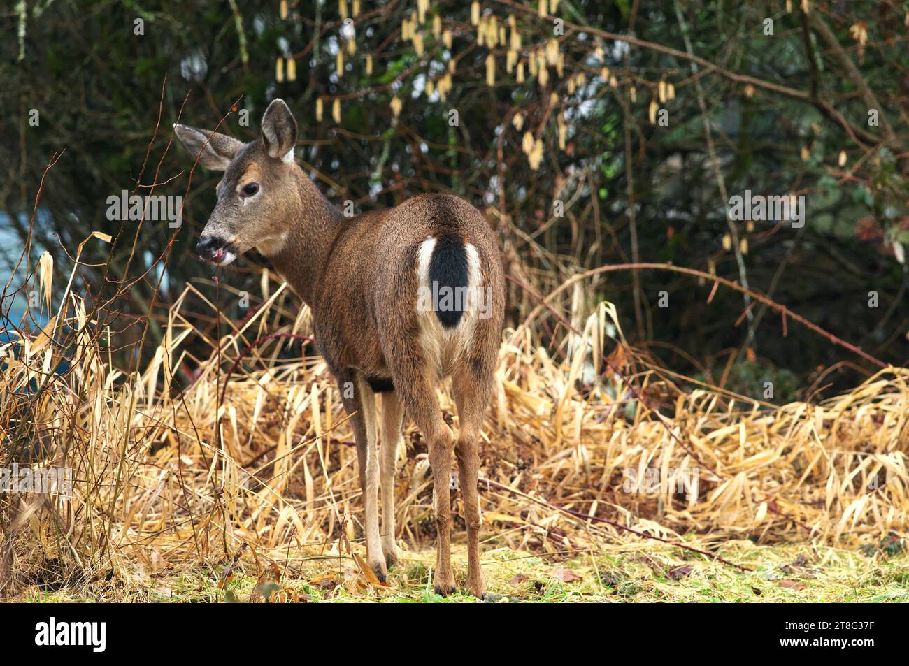 Cerf colombien à queue noire - femelle (Odocoileus hemionus columbianus) - biche debout avec le dos à la caméra et regardant par-dessus l'épaule avec la bouche ouverte. Banque D'Images