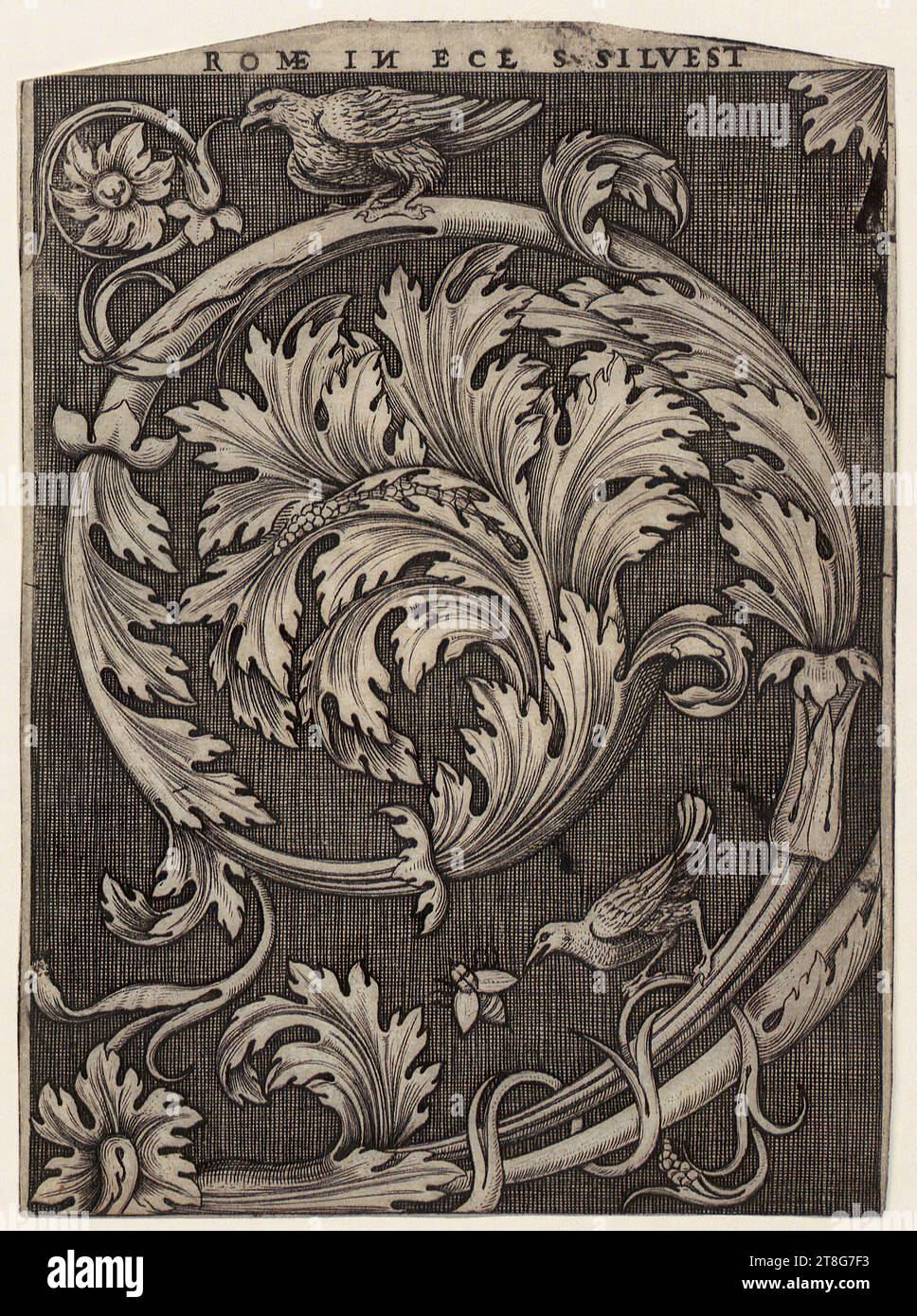 Agostino dei Musi (gén. Agostino Veneziano) (1490 UM - après 1536), attribué, gravure ornementale avec feuillage, origine du support d'impression : 1515 - 1536, gravure sur cuivre, taille de la feuille : 17,9 x 13,1 cm (rogné en haut et en bas) » inscrit en haut au centre 'ROMÆ IN N image miroir ECL. S. SILVEST Banque D'Images