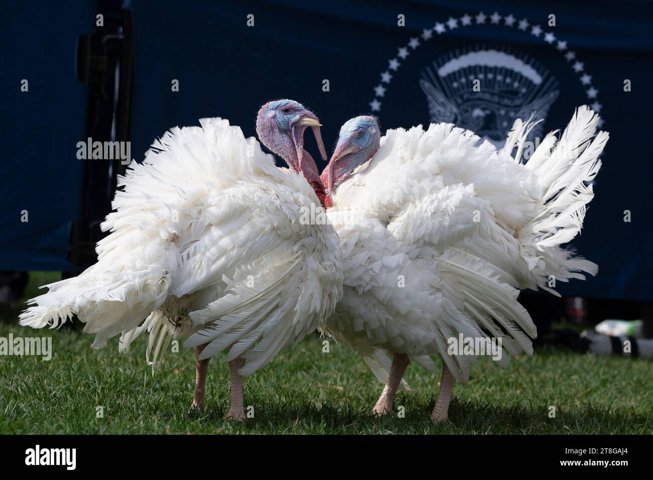 Washington, États-Unis. 20 novembre 2023. 'Liberty' et Bell' participent à une cérémonie de pardon yhe Thanksgiving turquie, Liberty, à la Maison Blanche, lundi 20 novembre 2023, Washington, DC. Photo de Yuri Gripas/UPI crédit : UPI/Alamy Live News Banque D'Images