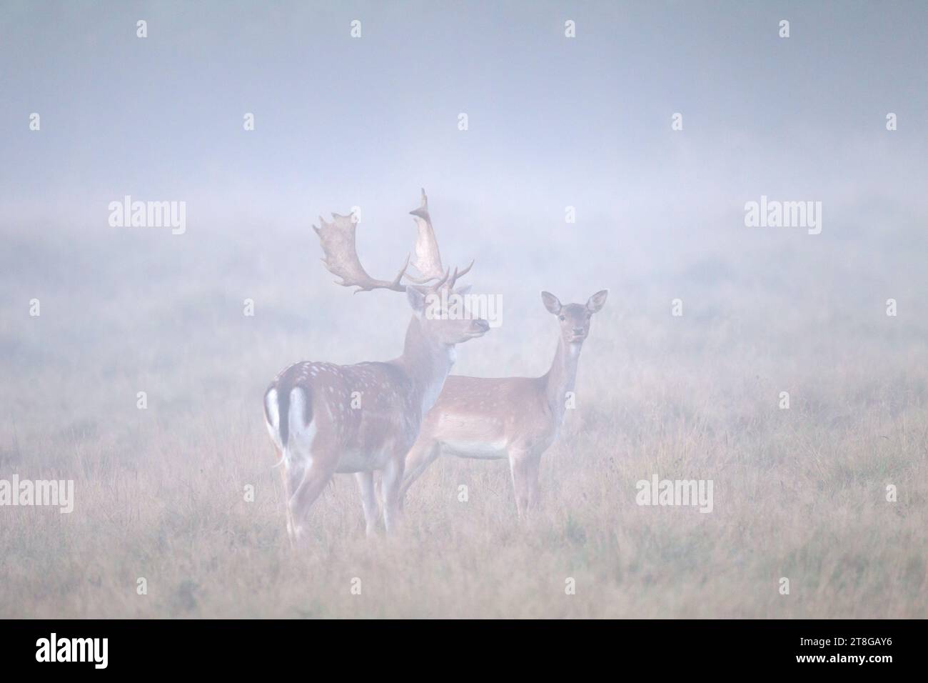 Cerf de jachère européenne (Dama Dama) buck / mâle et femelle / biche se nourrissant dans les prairies à la lisière de la forêt dans une épaisse brume matinale en automne / automne Banque D'Images