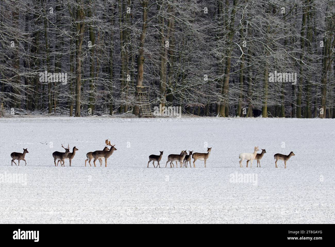 Troupeau de cerfs de jachère (Dama Dama) marchant devant un stand surélevé / chasse aveugle / Deerstand dans un champ couvert de neige à la lisière de la forêt en hiver Banque D'Images