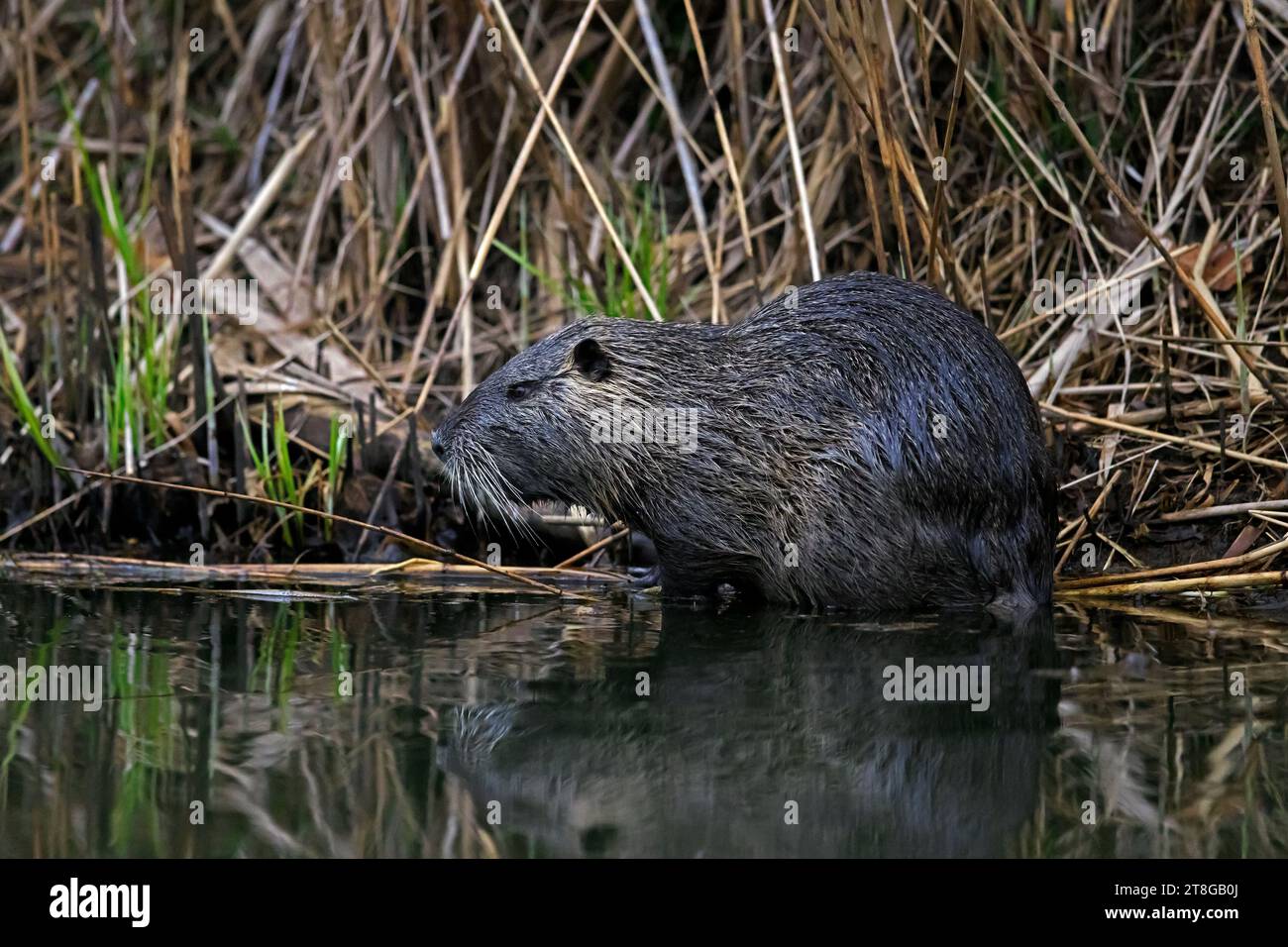 Coypu / nutria (Myocastor coypus) recherche de nourriture dans le lit de roseau / lit de roseau, rongeur invasif en Europe, originaire d'Amérique du Sud Banque D'Images
