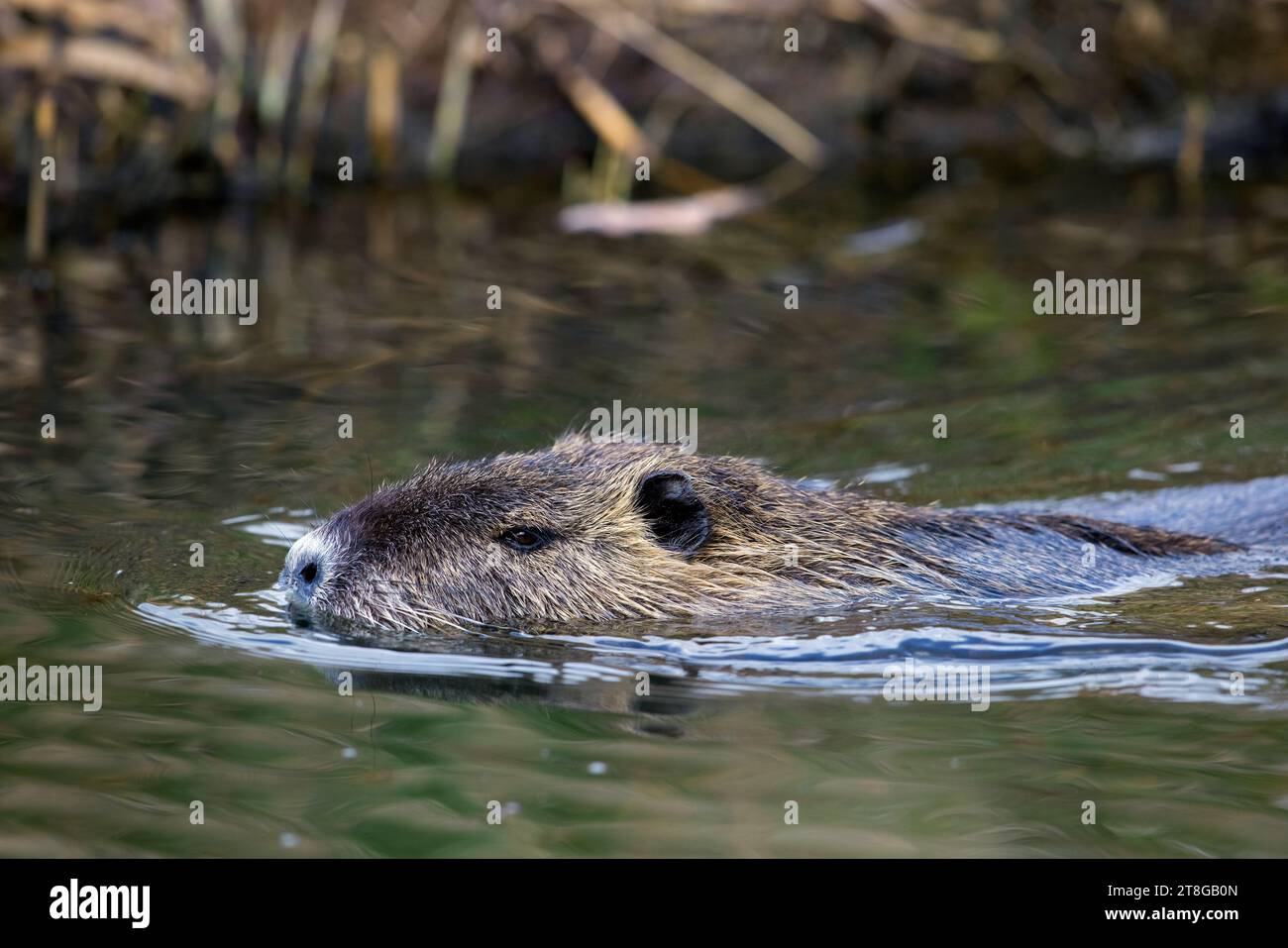 Coypu / nutria (Myocastor coypus) nageant le long du lit de roseau / lit de roseau, rongeur invasif en Europe, originaire d'Amérique du Sud Banque D'Images