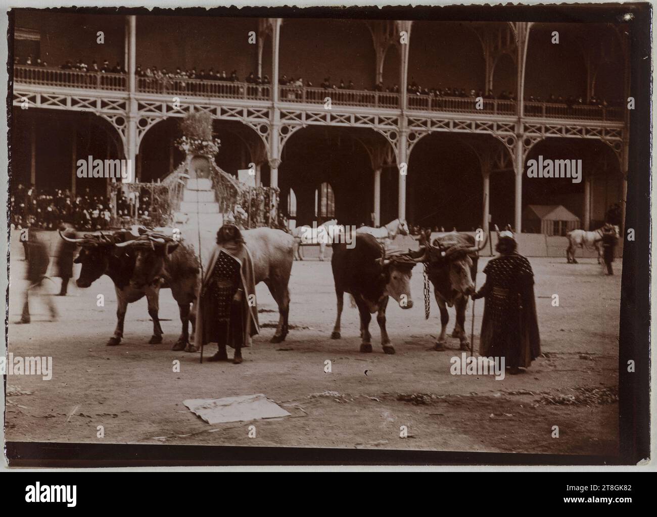 Cows, Inside the nef, Palais de l'Industrie et des Beaux-arts, champs-Elysées, 8e arrondissement, Paris, photographe amateur, avant 1900, Photographie, Arts graphiques, Photographie, Dimensions - image:, hauteur : 6 cm, largeur : 8,5 cm, Dimensions - marge:, hauteur : 6,4 cm, largeur : 8,9 cm Banque D'Images