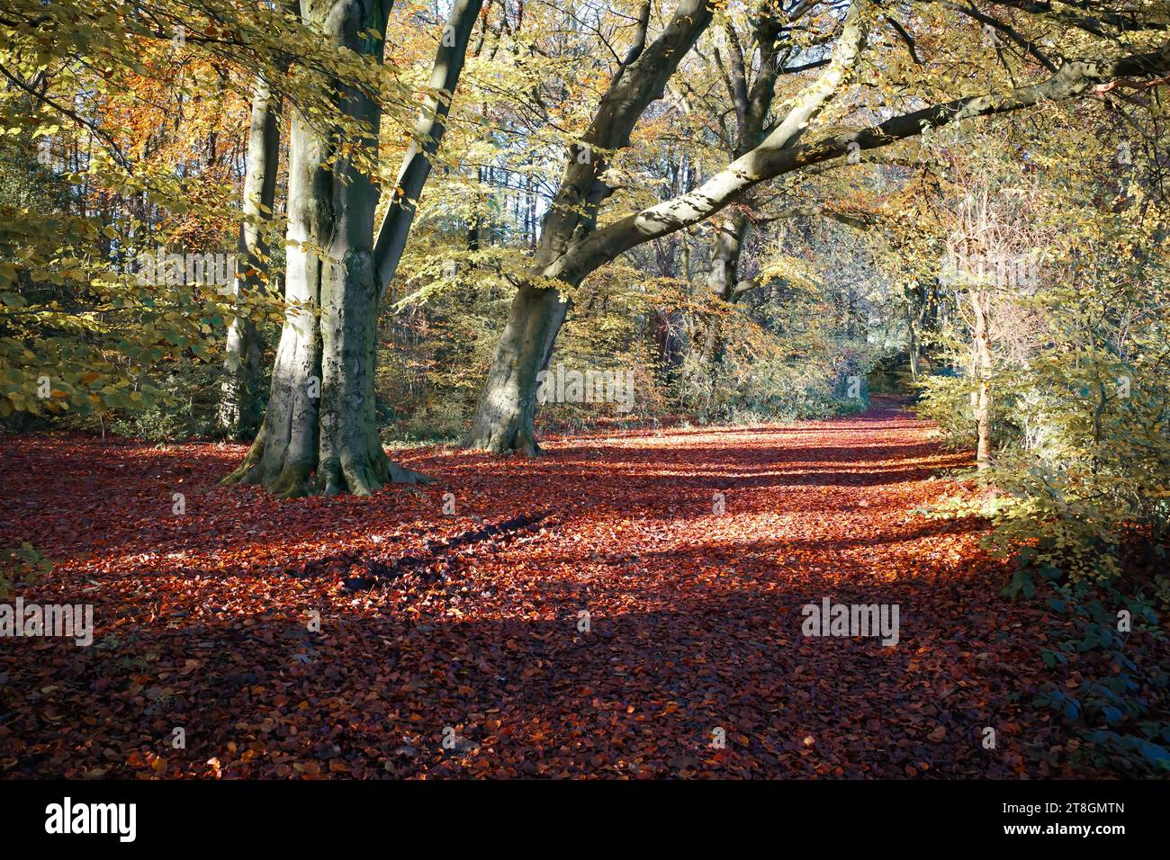 Un paysage d'automne pittoresque avec un éventail de feuilles multicolores couvrant le sol et une longue ligne de grands arbres de chaque côté du cadre Banque D'Images