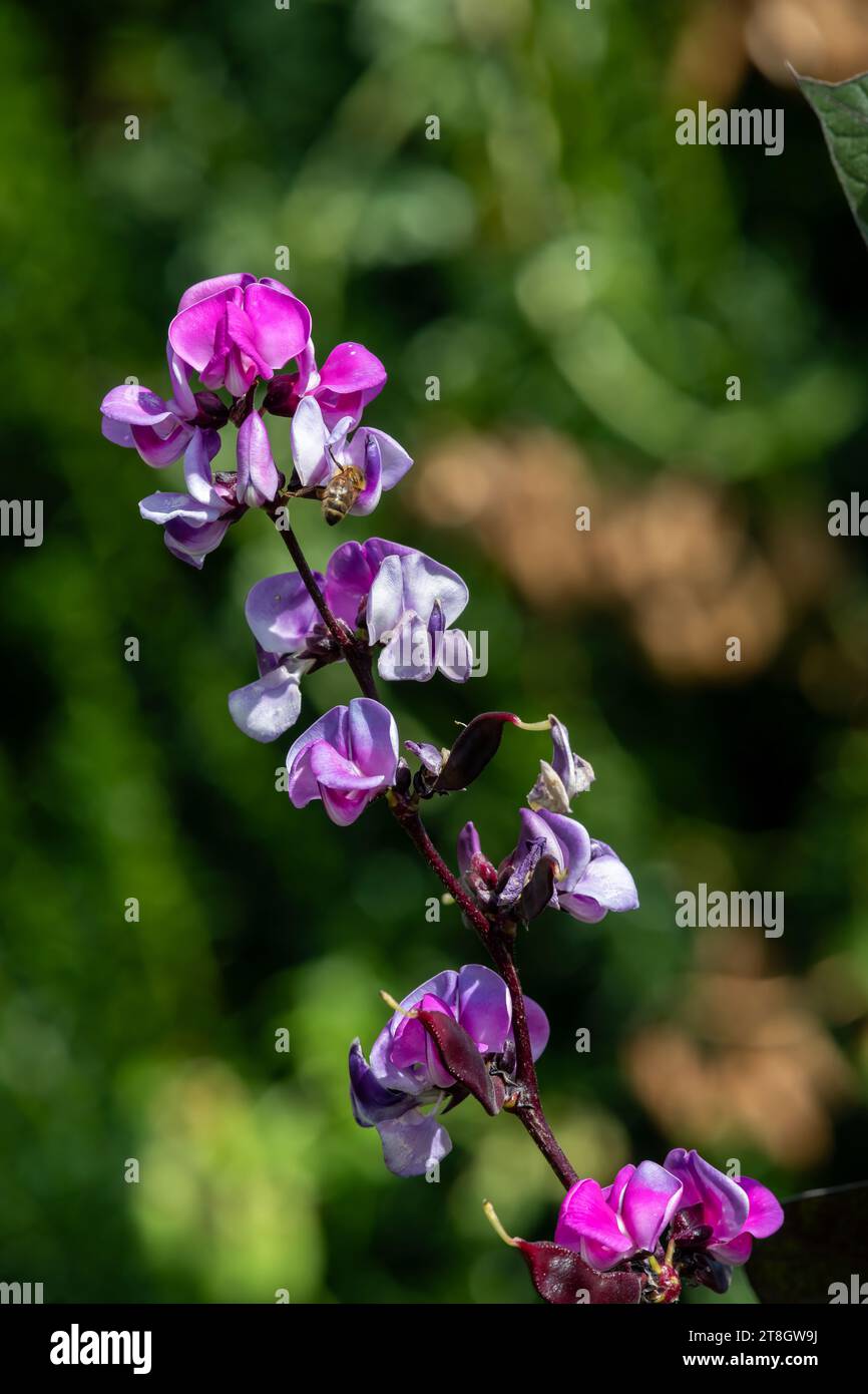 Gros plan de fleurs de haricot jacinthe (lablab purpurea) en fleurs Banque D'Images