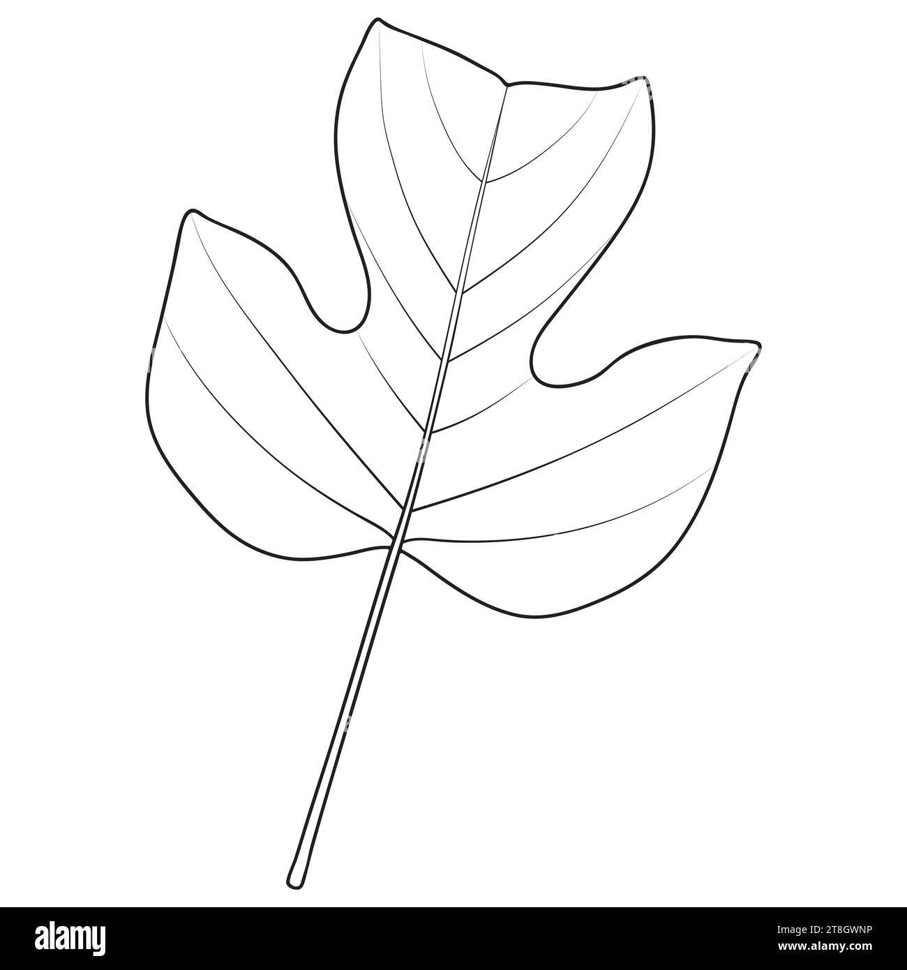 Peuplier tulipe ou contour de feuille d'arbre tulipe, illustration botanique vectorielle. Grande feuille large de Liriodendron tulipifera. Page de livre de coloriage. Illustration de Vecteur