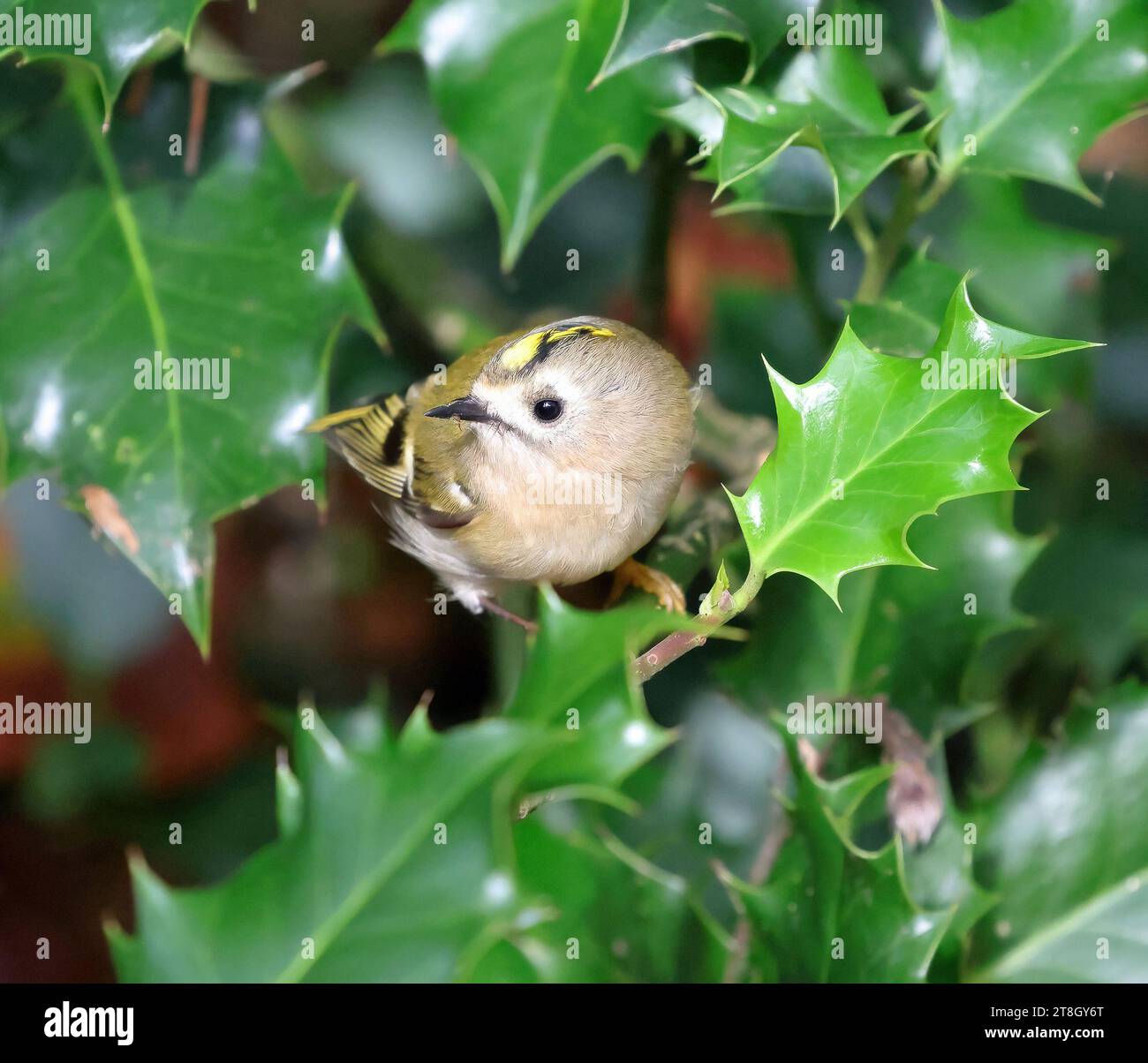 Goldcrest (Regulus regulus) Banque D'Images