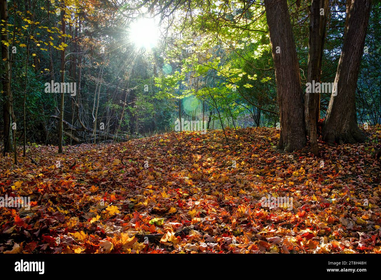 Sunbeam dans la forêt d'automne avec lentille FLARE Banque D'Images