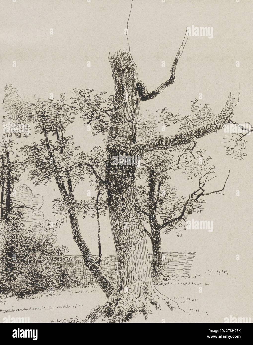 CARL THEODOR REIFFENSTEIN, arbre à Kronberg, 23 juillet 1878, feuille, 145 x 112 mm, stylo noir-brun sur papier, arbre à Kronberg, CARL THEODOR REIFFENSTEIN, page, rubans adhésifs, volume 35, page 28, référence / total, 2 / 2, KRONBERG im TAUNUS, 19E SIÈCLE, DESSIN, stylo noir-brun sur papier, ENCRE?, ENCRE?, PAPIER, STYLO DESSIN, ALLEMAND, ÉTUDE DES ARBRES, ÉTUDE DES VOYAGES, ÉTUDE, datée et inscrite, avec le stylo noir-brun, Cronberg 23 juillet 1878 Banque D'Images