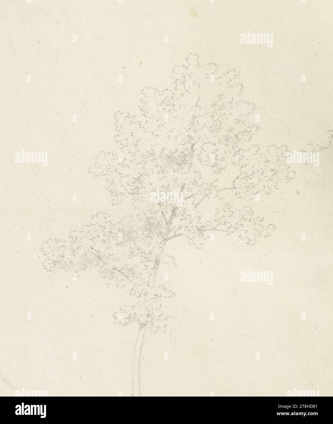 CARL THEODOR REIFFENSTEIN, Junger Baum, 23 juin 1882, feuille, 115 x 97 mm, crayon sur papier, Junger Baum, CARL THEODOR REIFFENSTEIN, page, rubans adhésifs, volume 37, page 12, référence / total, 2 / 4, BAD BERTRICH, 19E SIÈCLE, DESSIN, crayon sur papier, MÉLANGE GRAPHITE-ARGILE, PAPIER, DESSIN AU CRAYON, ALLEMAND, ÉTUDE D'ARBRE, ÉTUDE DE VOYAGE, ÉTUDE, datée et inscrite en bas à droite, au crayon, Bertrich 23 juin 1882., numérotée sur la page au-dessus du dessin, au crayon, 2 Banque D'Images