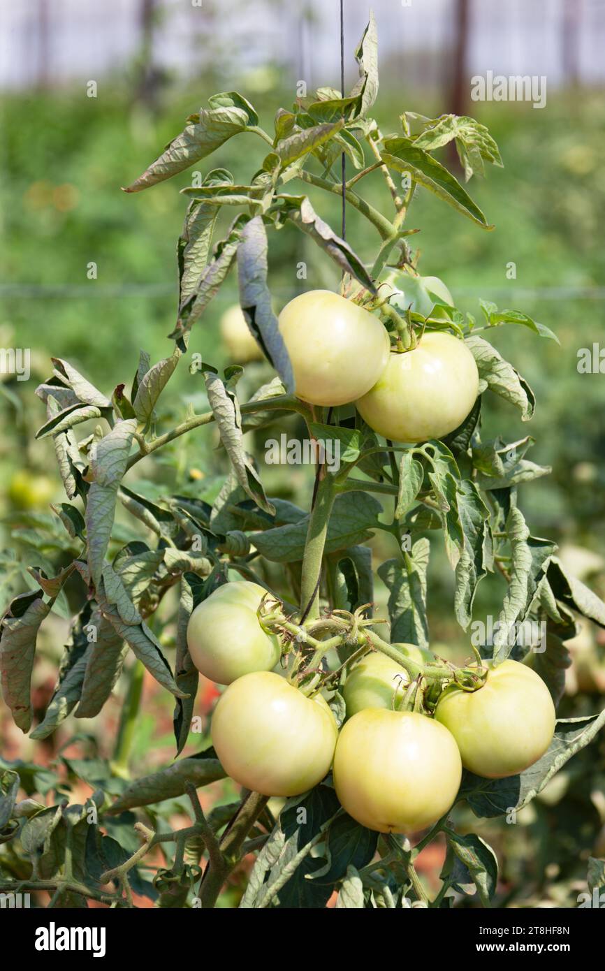 Tomates vertes poussant dans la serre sous le filet d'ombre pour protéger du soleil et des oiseaux, récolte en afrique Bootswana Banque D'Images