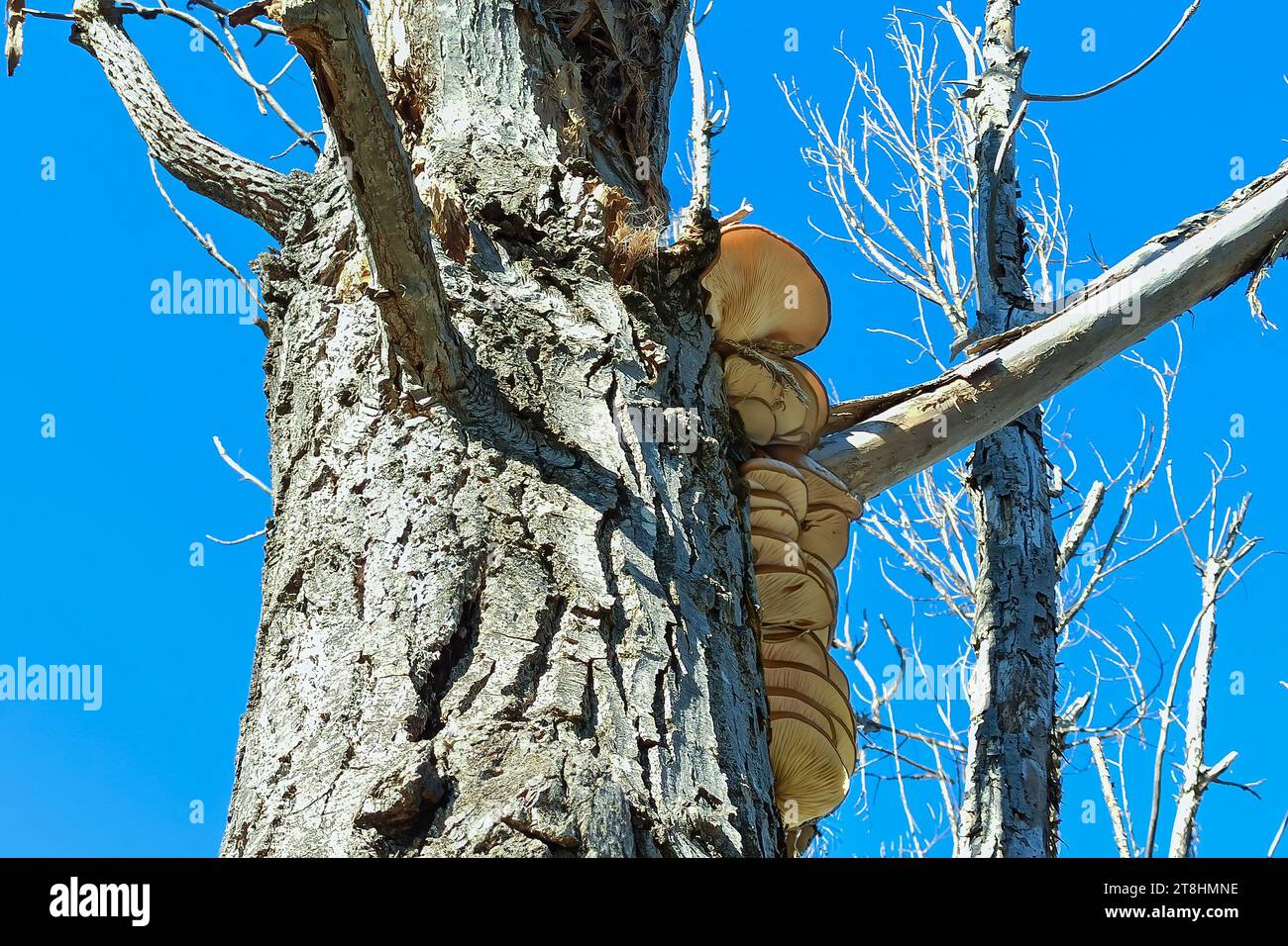 Le Pleurotus ostreatus, le champignon huître, le champignon huître, le hiratake ou le champignon huître perlée est un champignon comestible commun. C'est l'un des plus co Banque D'Images