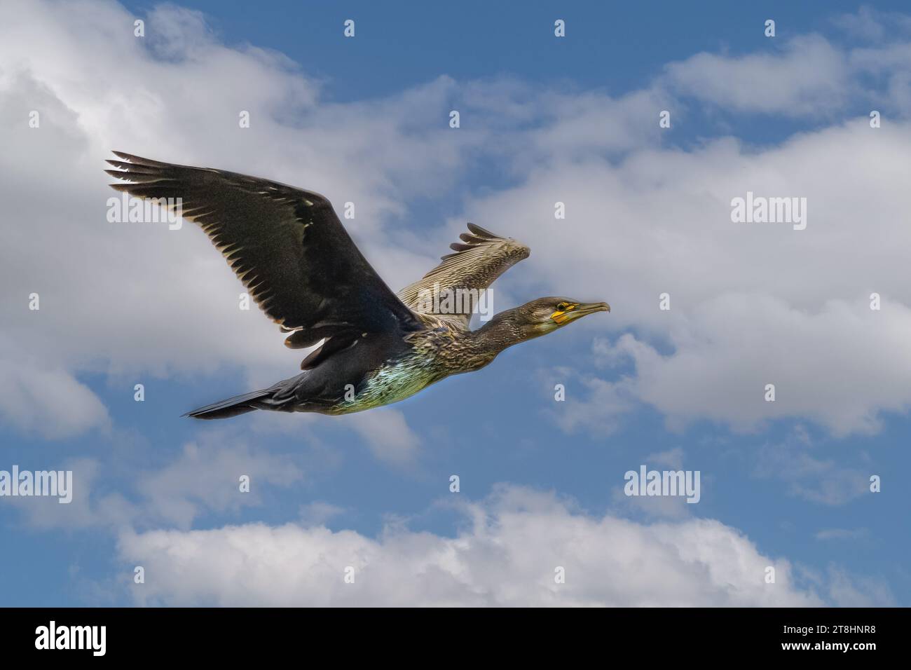 Gros plan d'un Cormoran volant, Phalacrocorax carbo, avec plumage noir et éclat doré sur les marges de l'aile contre un ciel bleu avec cumu Banque D'Images