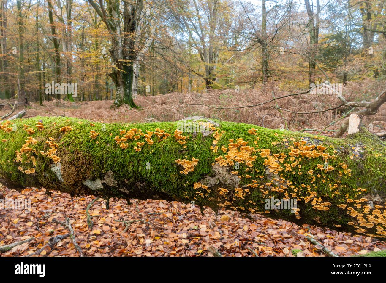 Champignons des bois en automne à Bolderwood dans le parc national de New Forest, Hampshire, Angleterre, Royaume-Uni Banque D'Images
