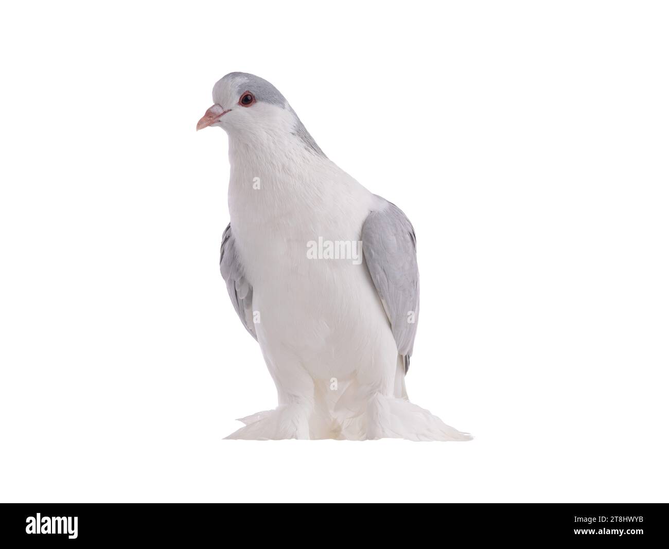 pigeon de lahore isolé sur fond blanc ф Banque D'Images