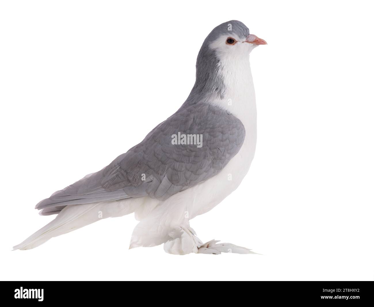 pigeon de lahore isolé sur fond blanc ф Banque D'Images
