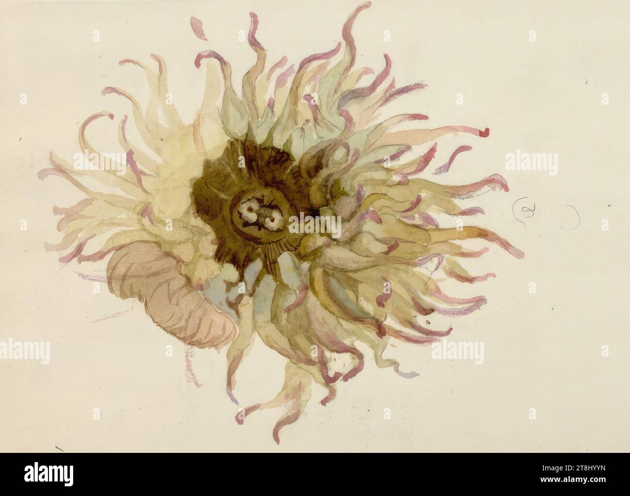 Méduse, Marie Lippert-Hoerner, Vienne 1860 - 1932 Vienne, 1904, dessin, croquis au crayon, aquarelle, 19,9 x 28,2 cm, 7 13/16 x 11 1/8 po., l. l. l. 'Mitis greenn' ; R. O. '23 / 04 juin, Autriche Banque D'Images