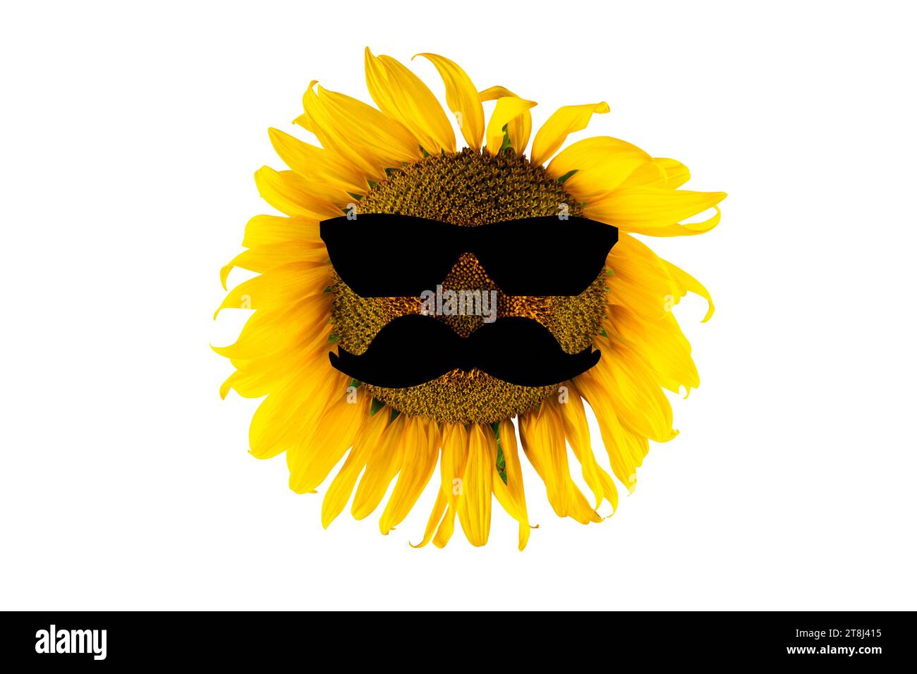 Tournesol jaune avec verres noirs et moustache (gros plan), isolé sur fond blanc. Concept de production d'huile agricole, agricole et végétale Banque D'Images