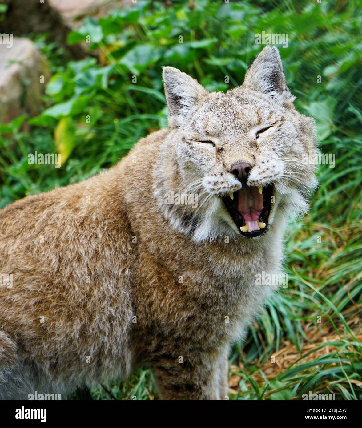 Gros plan du jeune lynx fatigué sur la prairie verte bâillant lamentablement vers la caméra Banque D'Images