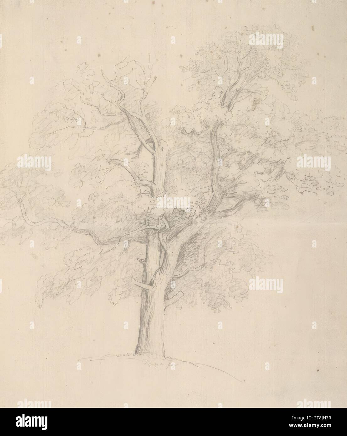 Étude d'arbre, hêtre?, carnet de croquis Toma Matthias Rudolf ; 29 croquis collés au crayon, pages collées du livre sont paginées, Matthias Rudolf Toma, Vienne 1792 - 1869 Vienne, dessin, crayon, feuille : 21,2 cm x 17,9 cm, Autriche Banque D'Images