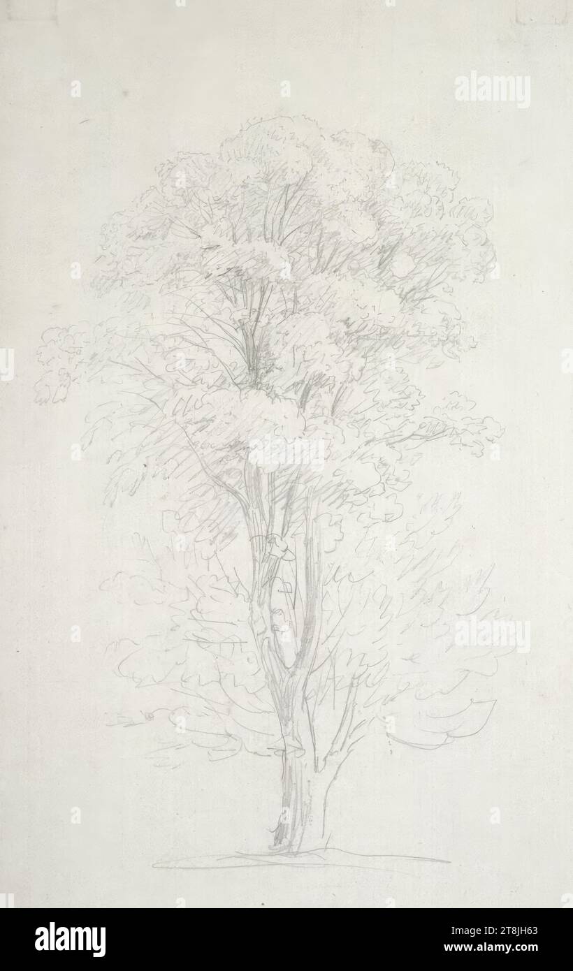 Étude des arbres, carnet de croquis Toma Matthias Rudolf ; 53 croquis collés au crayon, pages collées du livre paginées, Matthias Rudolf Toma, Vienne 1792 - 1869 Vienne, dessin, crayon, feuille : 18,5 cm x 11,3 cm, Autriche Banque D'Images
