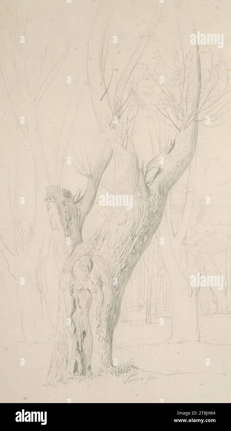 Zone forestière avec une étude d'arbre unique, carnet de croquis Toma Matthias Rudolf ; 53 croquis collés au crayon, pages collées de livres paginées, Matthias Rudolf Toma, Vienne 1792 - 1869 Vienne, dessin, crayon, feuille : 19,2 cm x 11,1 cm, Autriche Banque D'Images