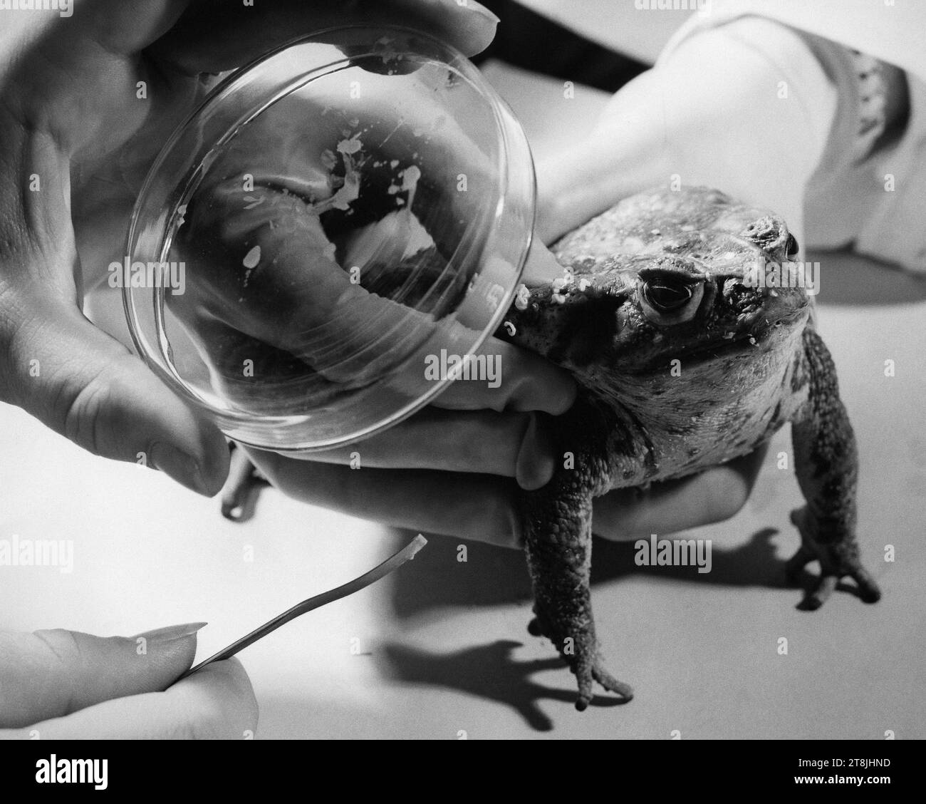 Bufo marinus 'Cane Toadd' - extraction du venin de crapaud - crapaud psychoactif Banque D'Images