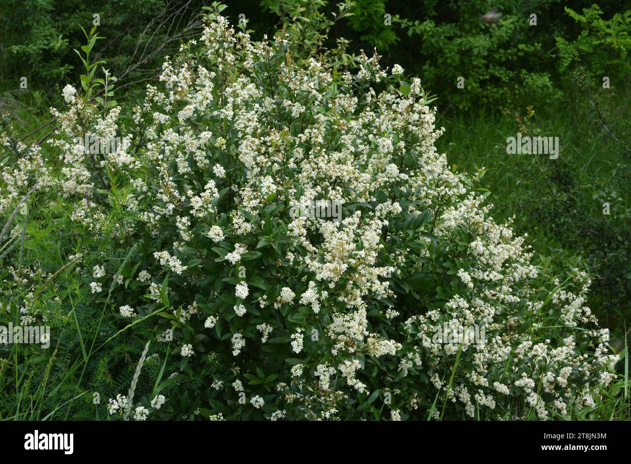Au printemps, le privet ordinaire (ligustrum vulgare) fleurit dans la nature Banque D'Images
