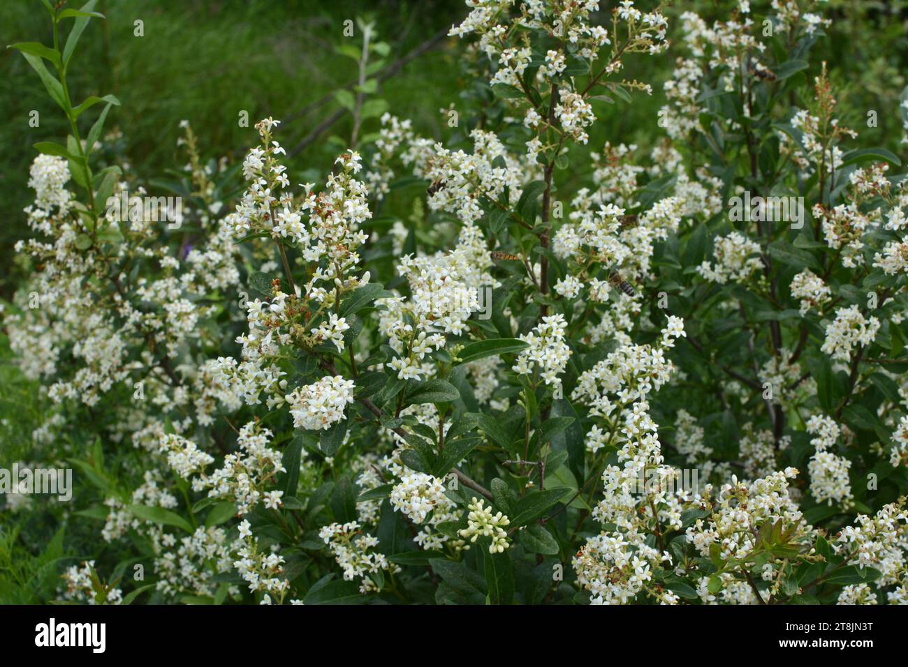 Au printemps, le privet ordinaire (ligustrum vulgare) fleurit dans la nature Banque D'Images