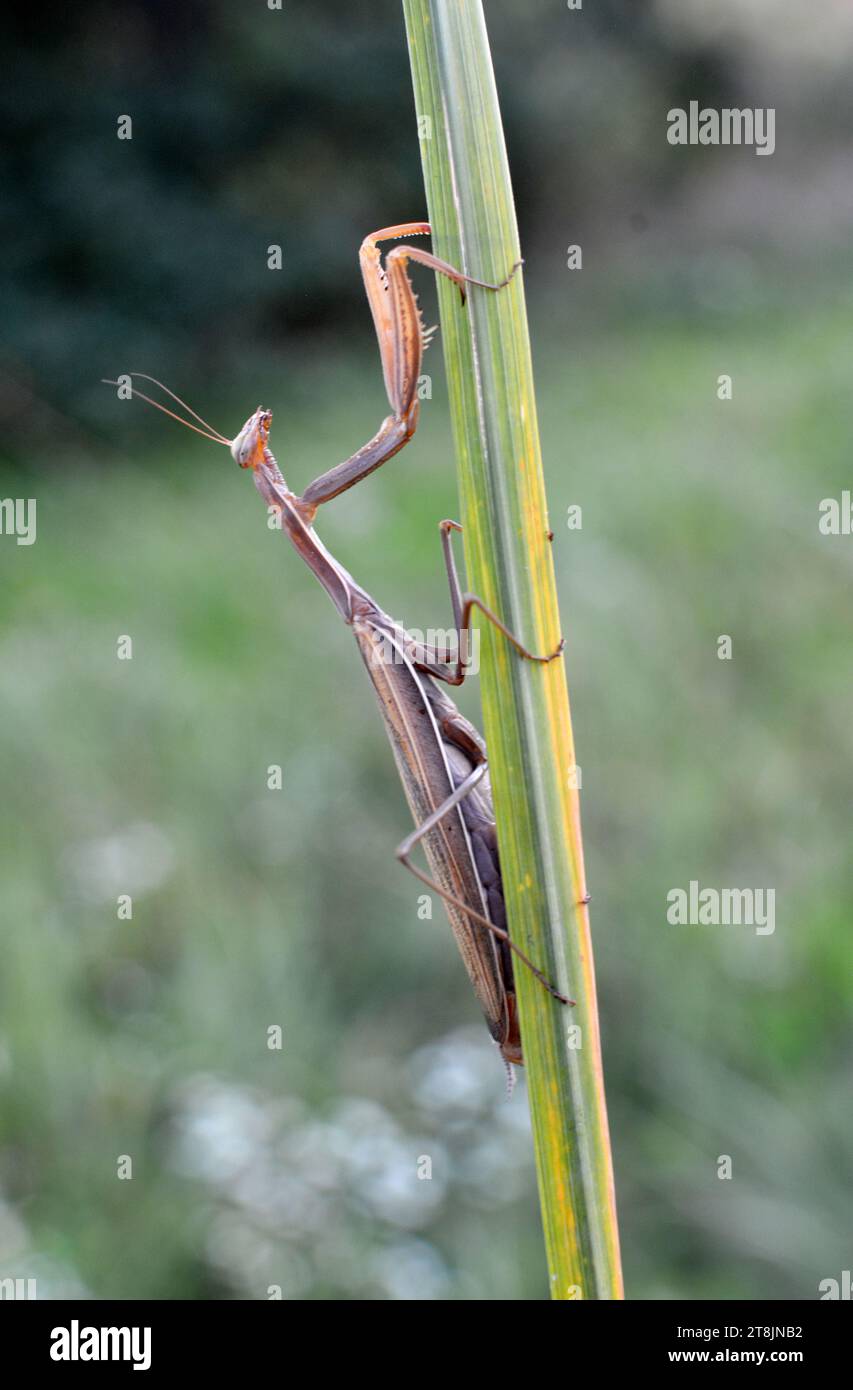 Dans la nature, gros plan de l'insecte prédateur Mantis religiosa Banque D'Images