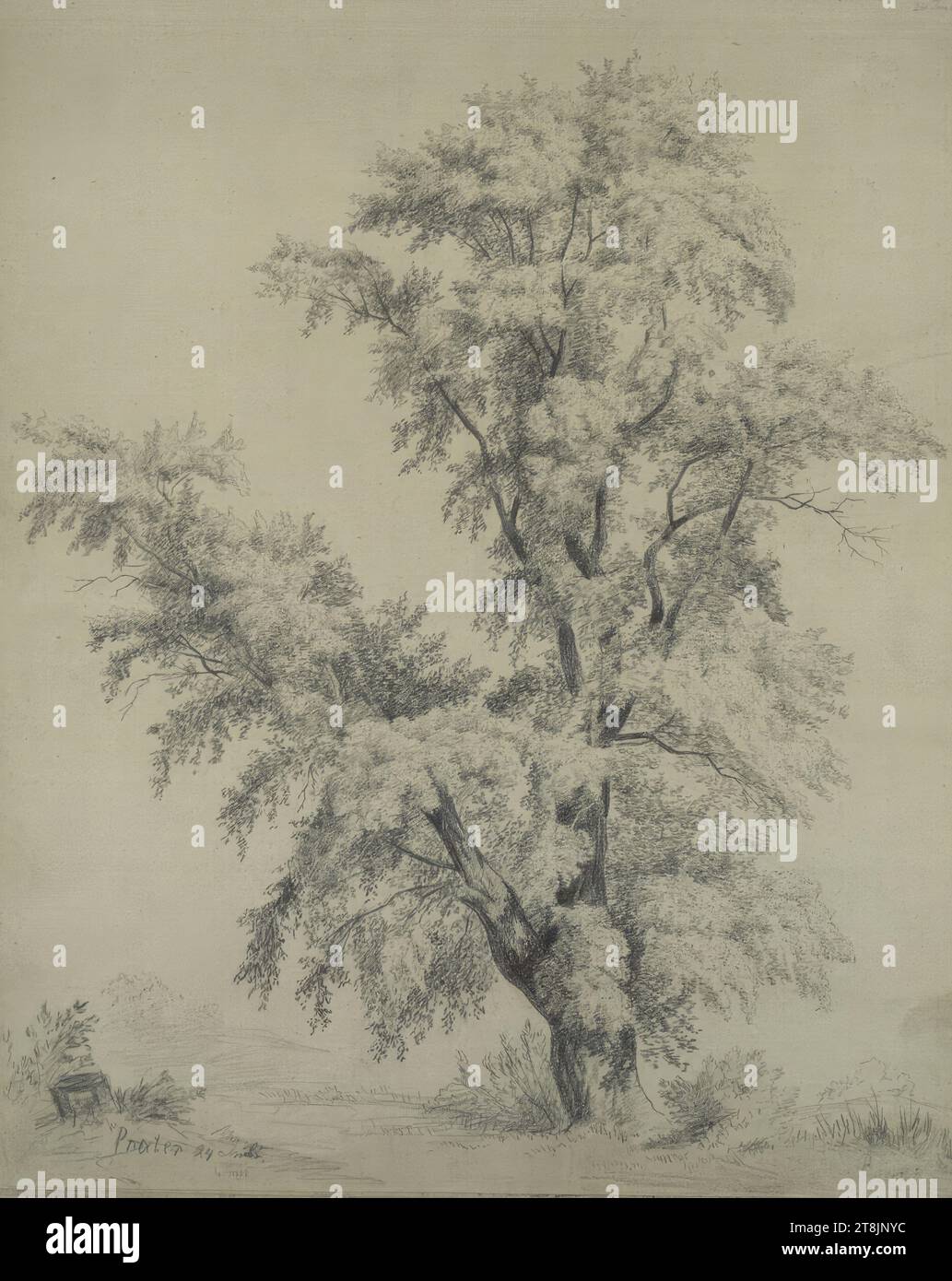 Étude des arbres dans le Prater, Rösch Ludwig Sketchbook ; 29 pages paginées, Ludwig Rösch, Vienne 1864 - 1936 Vienne, juin 24, ou juillet?, 1882, dessin, charbon de bois, feuille : 36,3 x 29,1 cm, Autriche Banque D'Images