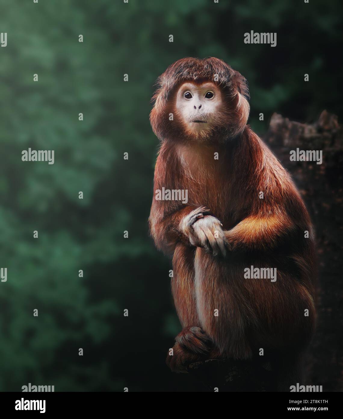 Langue javanaise orientale (trachypithecus auratus) Banque D'Images