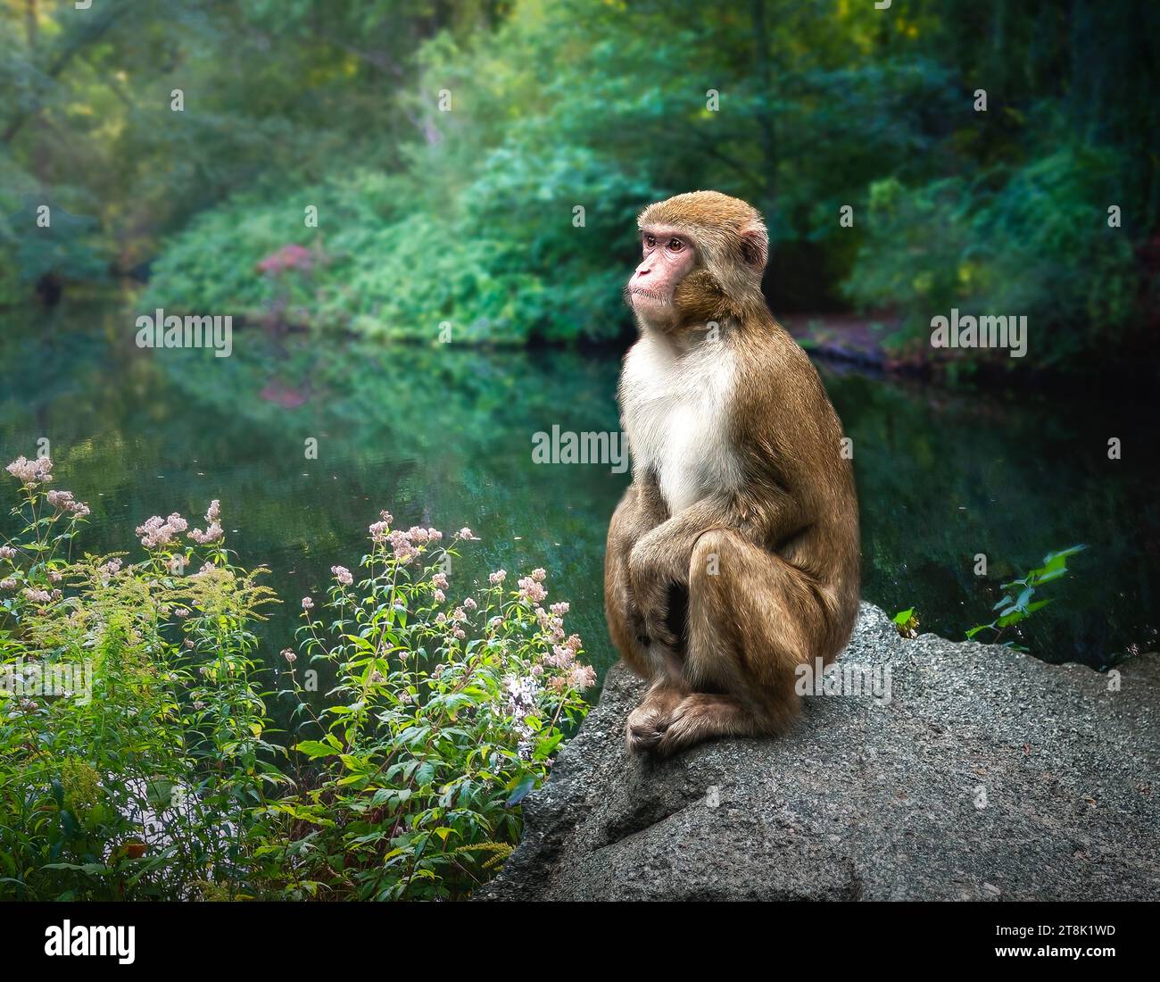 Macaque japonais ou singe des neiges (macaca fuscata) Banque D'Images