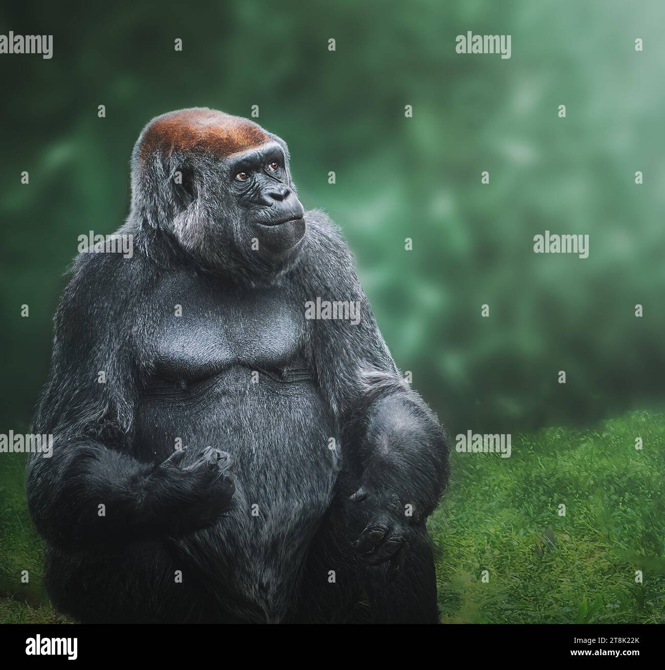 Gorille de plaine de l'ouest (Gorilla gorilla gorilla) Banque D'Images
