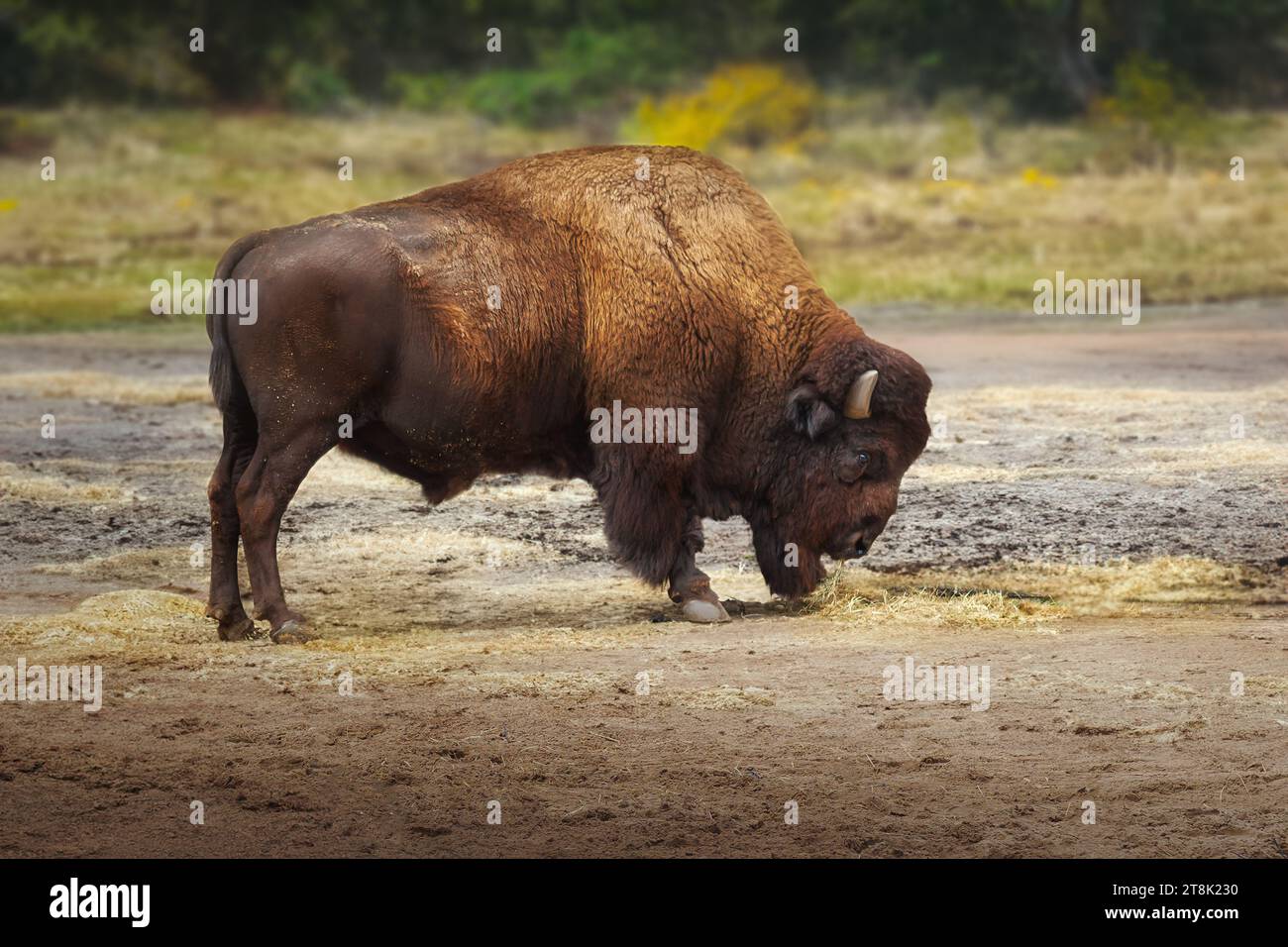 Beau bison américain (bison bison) Banque D'Images