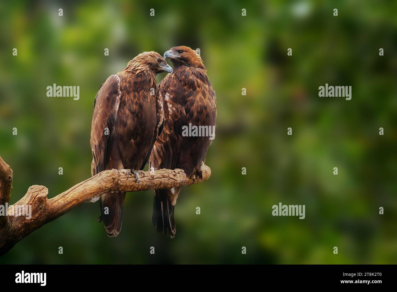Couple d'aigle doré (aquila chrysaetos) Banque D'Images