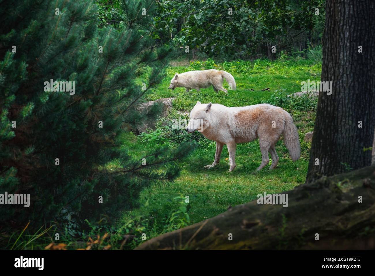Loups arctiques (canis lupus arctos) Banque D'Images
