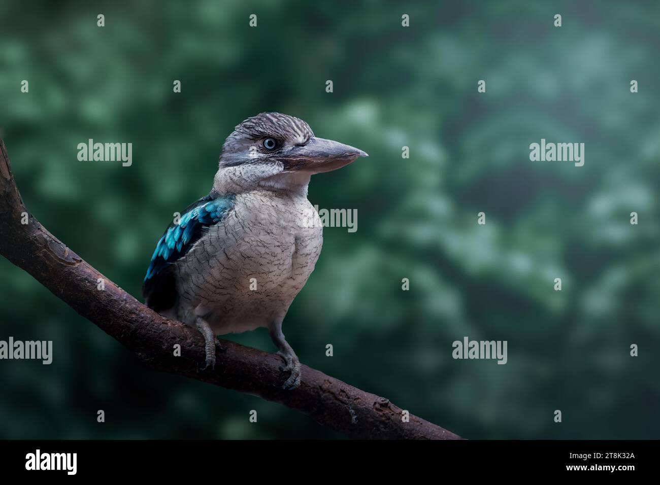 Kookaburra ailé bleu (dacelo leachii) Banque D'Images