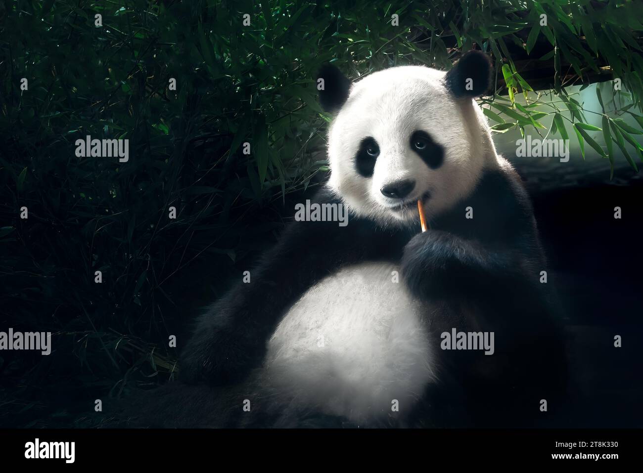 Panda géant mangeant du bambou (ailuropoda melanoleuca) Banque D'Images