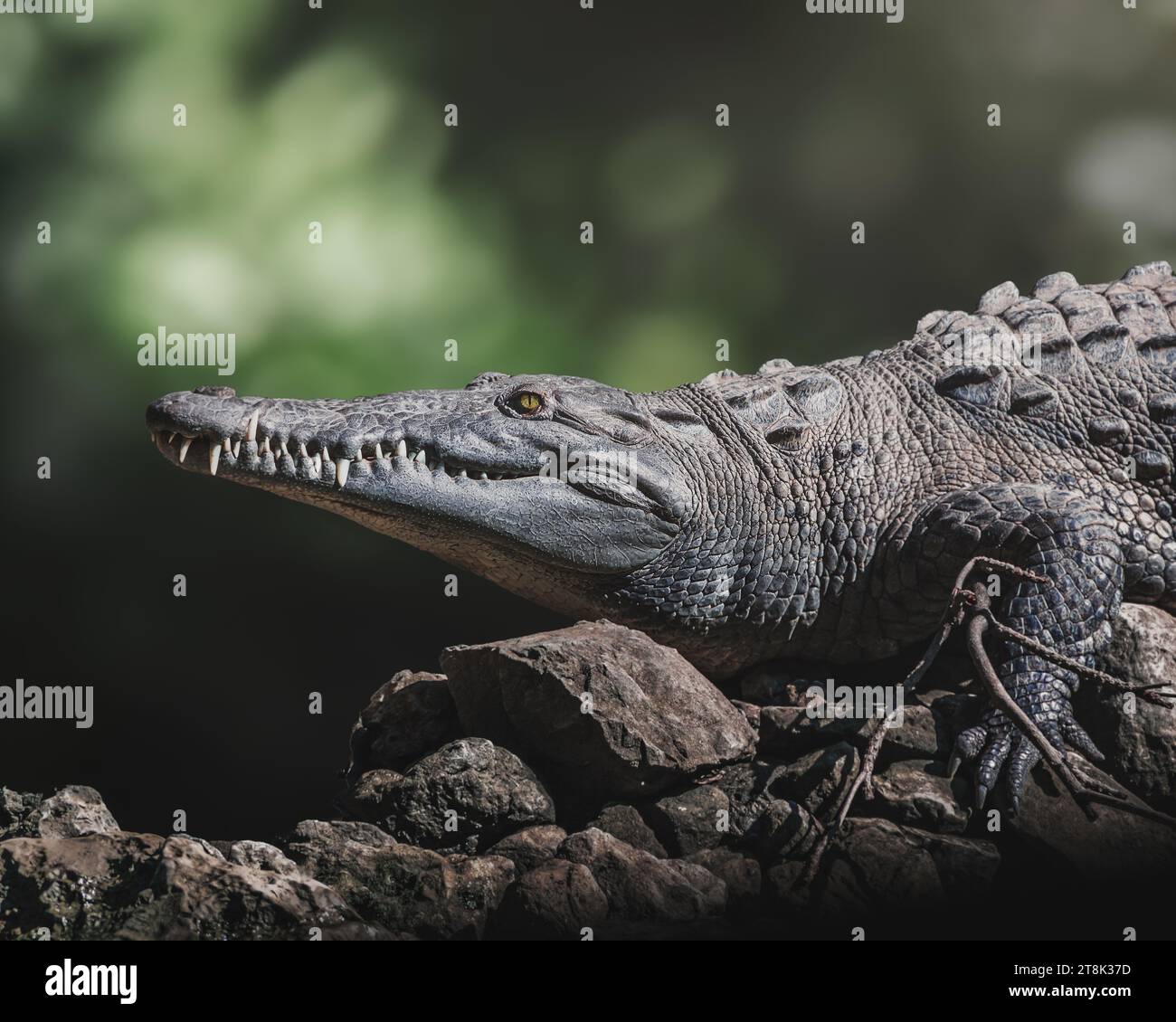 Crocodile américain (crocodylus acutus) sur un rocher Banque D'Images