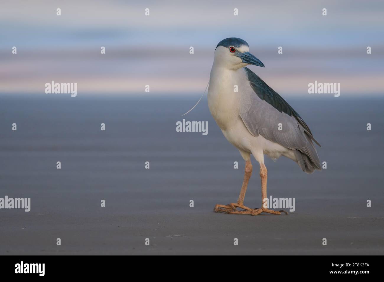 Héron de nuit couronné noir sur une plage (Nycticorax nycticorax) Banque D'Images