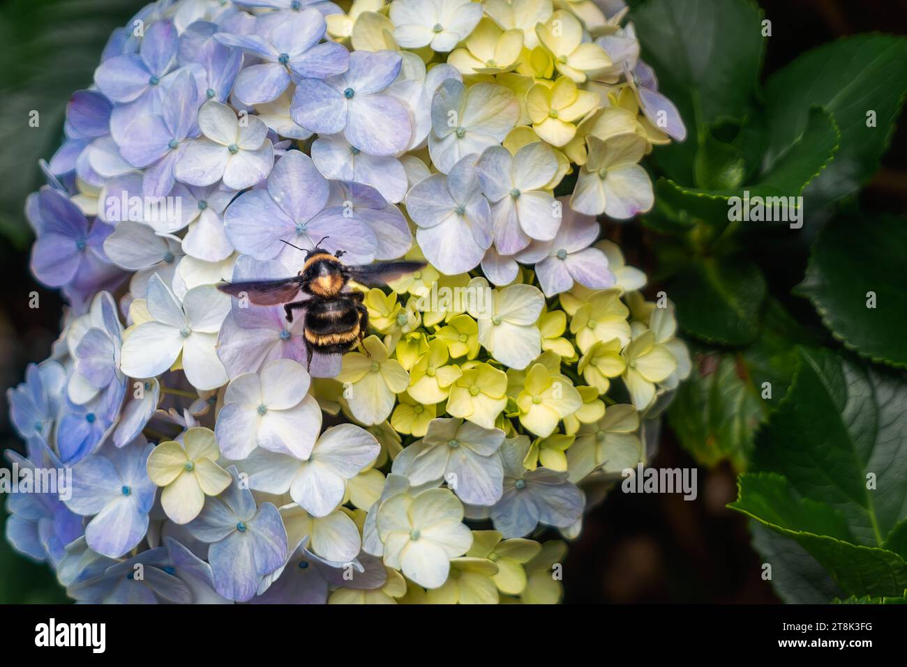 Bourdon brésilien (Bombus brasiliensis) sur fleur d'Hydrangea Banque D'Images