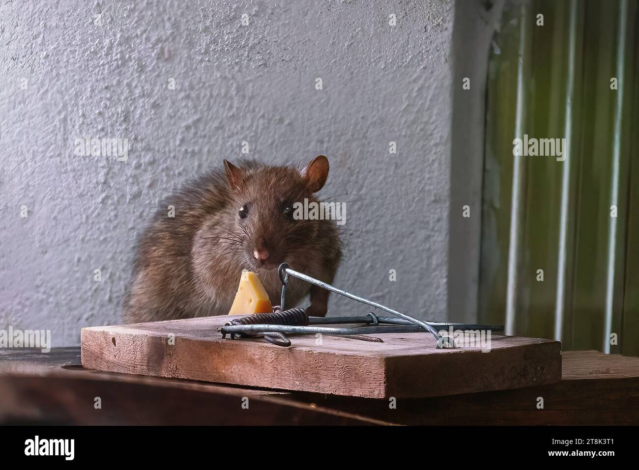 Rat brun près d'un piège à souris Banque D'Images
