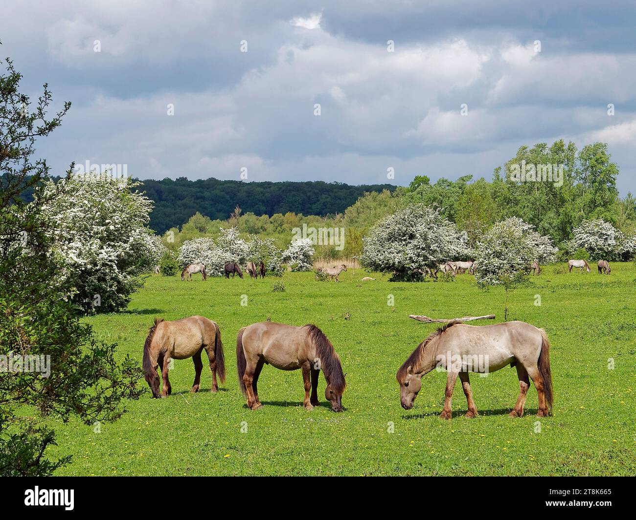 Konik Horse, Konik, Polish Konik (Equus przewalskii F. caballus), koniks paissant sur un pâturage avec des buissons d'aubépine fleuris, pays-Bas, Banque D'Images