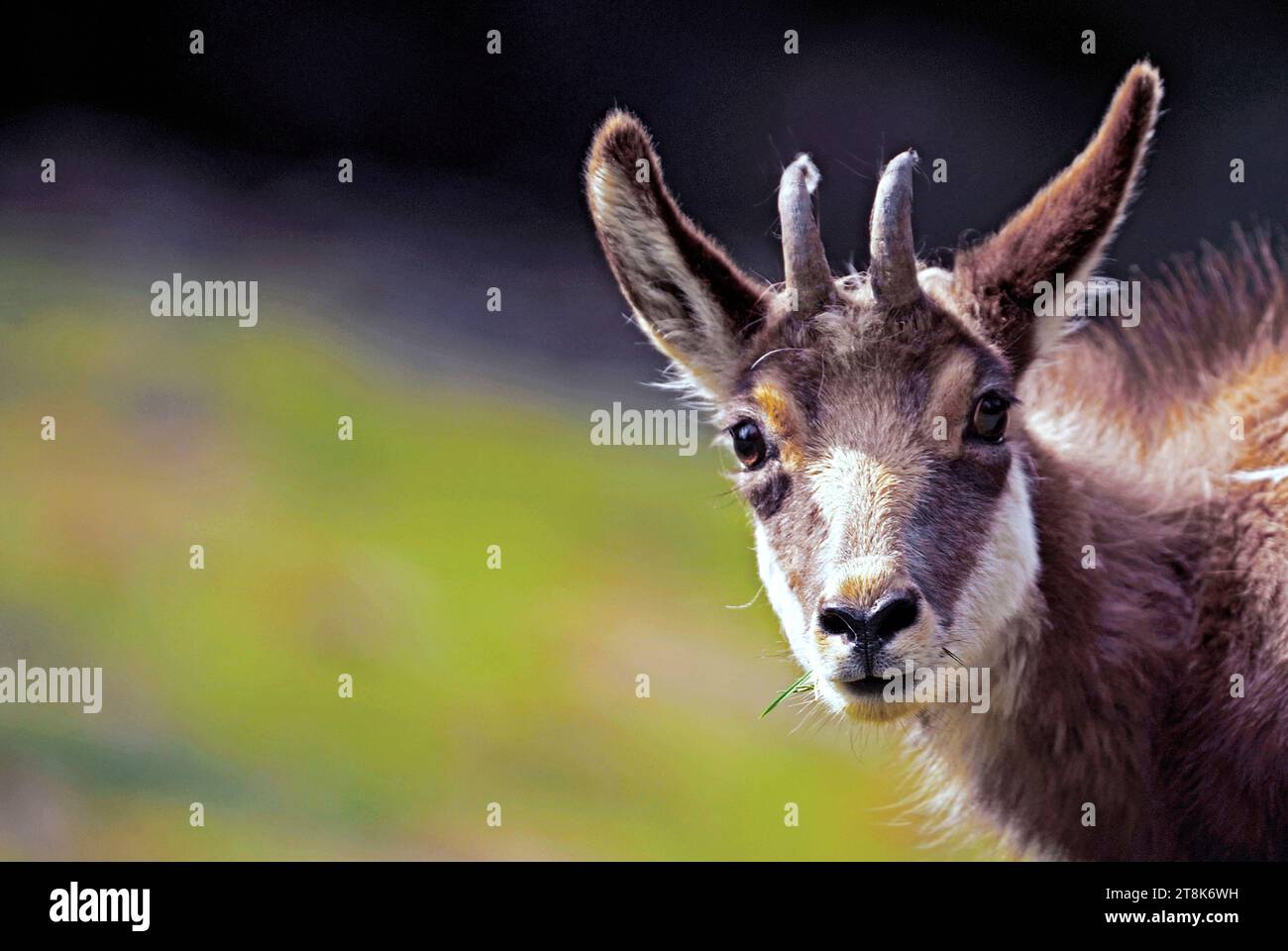Chamois, chamois alpin (Rupicapra rupicapra), chevreau de chamois broutant, portrait, France, Savoie, vallée de la Maurienne Banque D'Images
