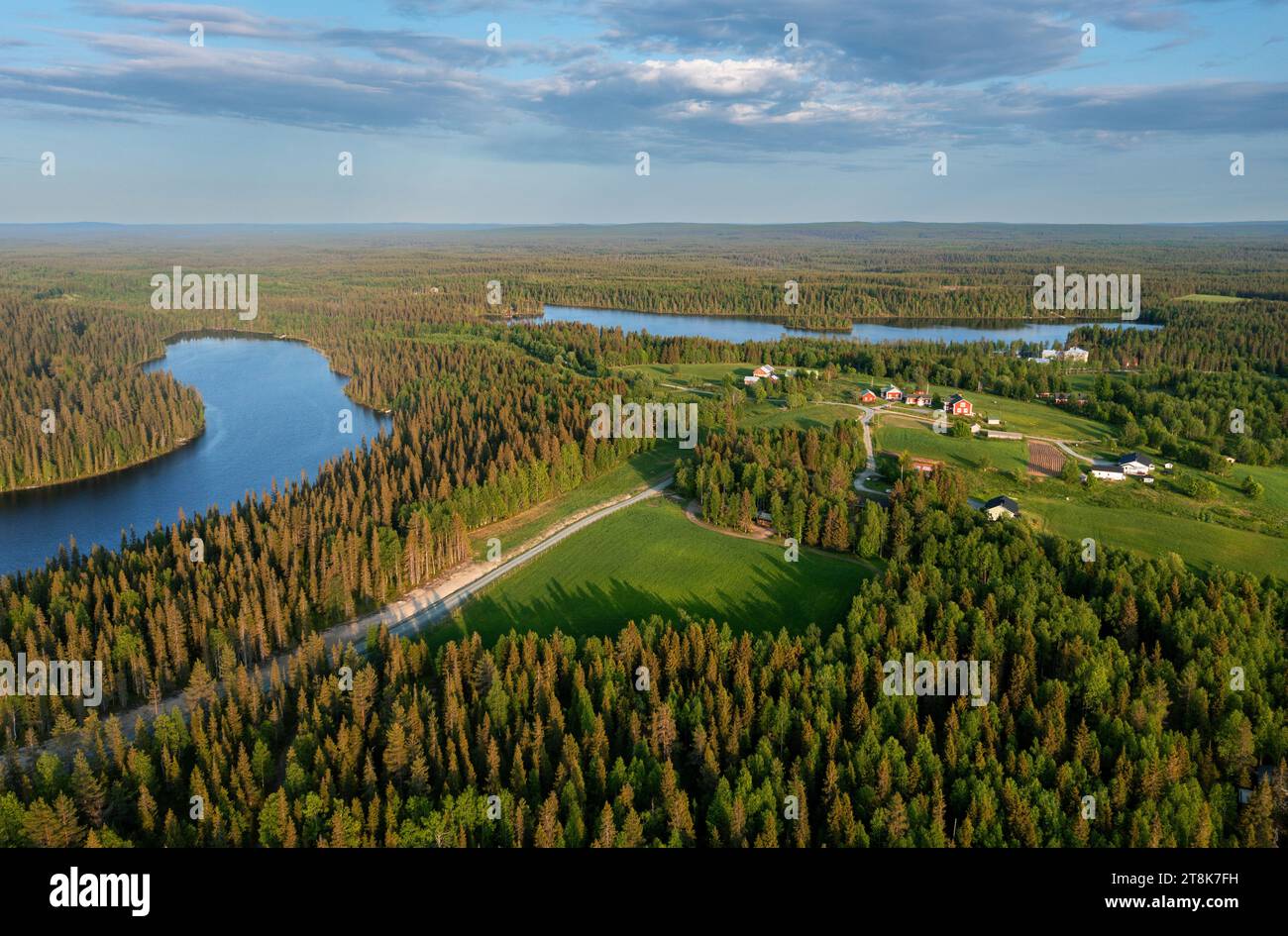 Dépérissement de l'épinette dans la taïga finlandaise aux lacs Pitkaelahti et Laensilahti, photo aérienne, Finlande, Kuusamo, Virkkula Banque D'Images