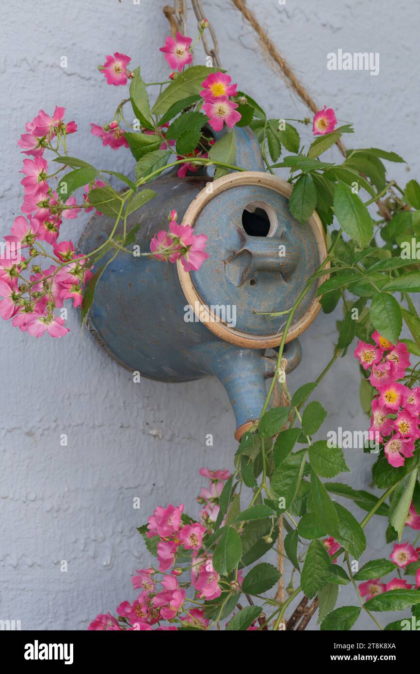 boîte de thé comme nichoir dans un jardin, entwind par une rose Banque D'Images