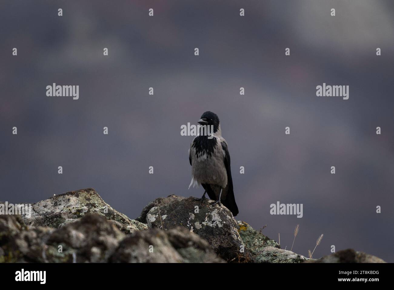 Corbeau commun dans les montagnes des Rhodopes. Corvus corax dans les montagnes rocheuses en hiver. Oiseau noir est cawing sur le dessus de la pierre. Banque D'Images Corbeau commun dans les montagnes des Rhodopes. Corvus corax dans les montagnes rocheuses en hiver. Oiseau noir est cawing sur le dessus de la pierre. Banque D'Images