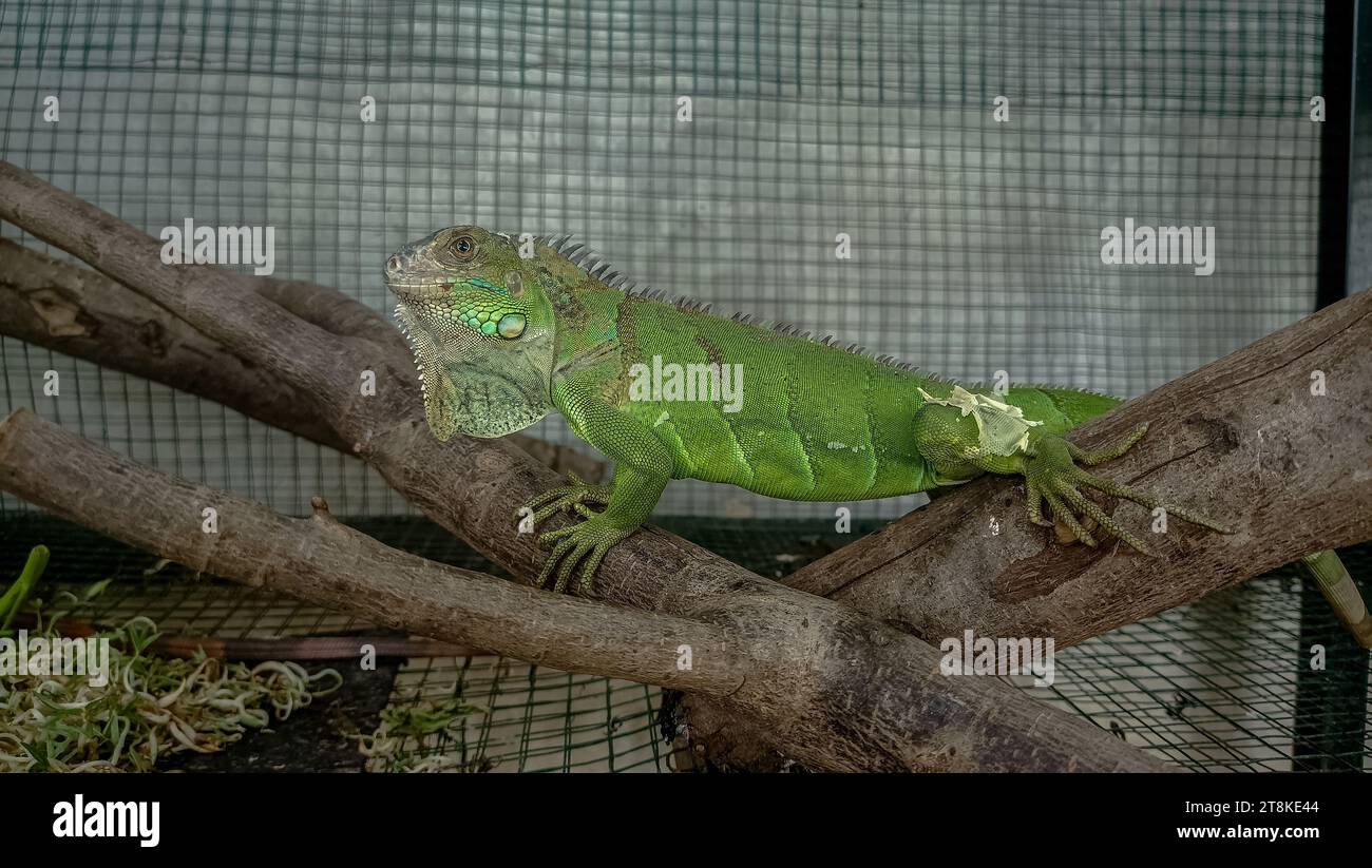 Iguane vert dans une cage Banque D'Images